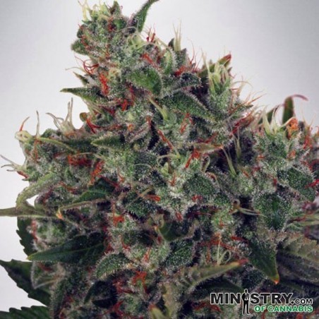 Ultra White Amnesia von Ministry of Cannabis - Günstig Anbauen