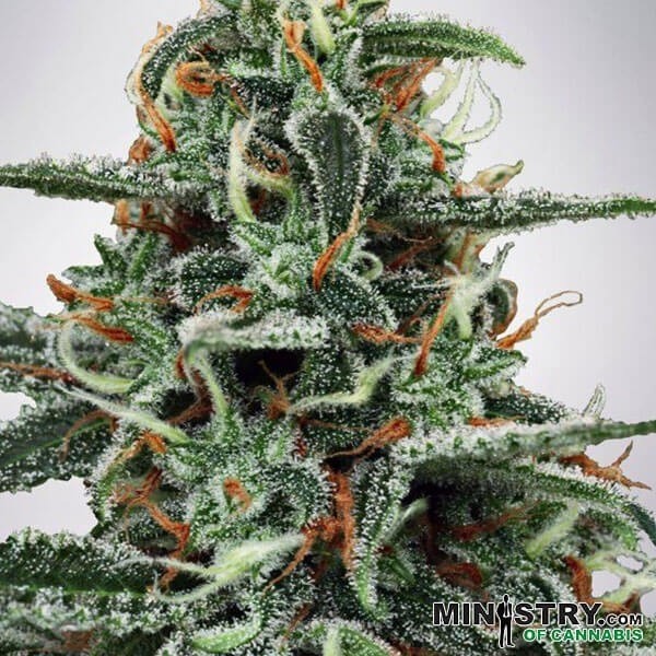 View White Widow
