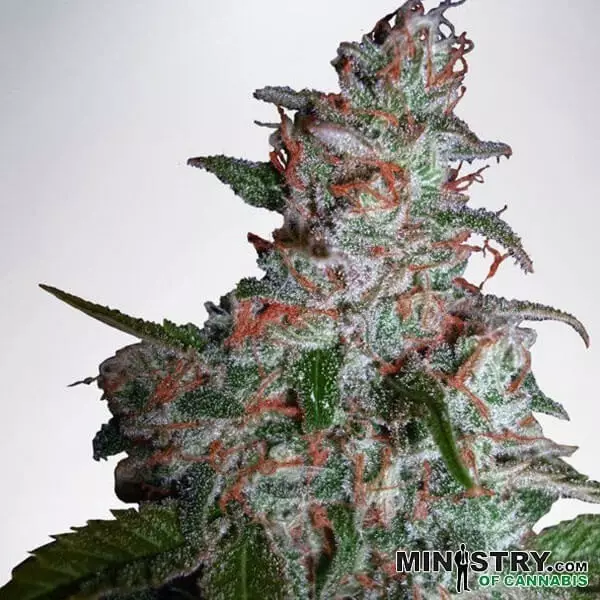 Sicht Northern Lights Moc cannabis plant