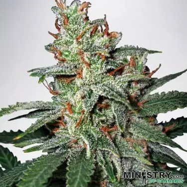 Karneval von Ministry of Cannabis feminisiert - Günstig Grow