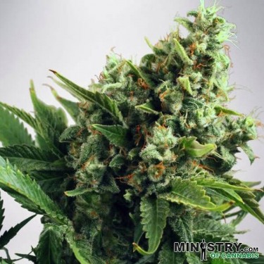 View Auto White Widow