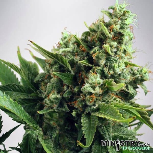 View Auto White Widow