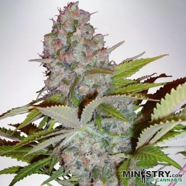 Käse NL Auto von Ministry of Cannabis - Günstig anbauen