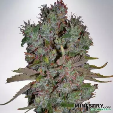 Blueberry Domina Auto Ministry Of Cannabis - Billig anbauen