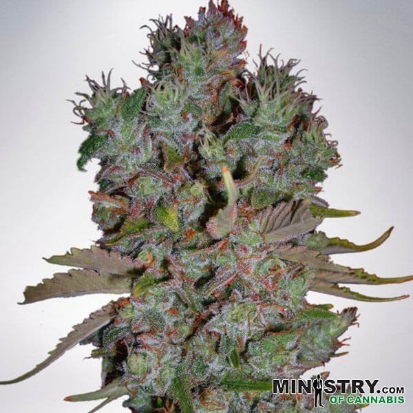View Blueberry Domina Auto Ministry Of Cannabis - Billig anbauen