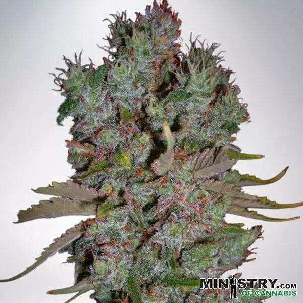 Sicht Blueberry Domina Auto Ministry Of Cannabis - Billig anbauen