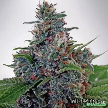 Auto Blue Amnesia von Ministry of Cannabis -GB