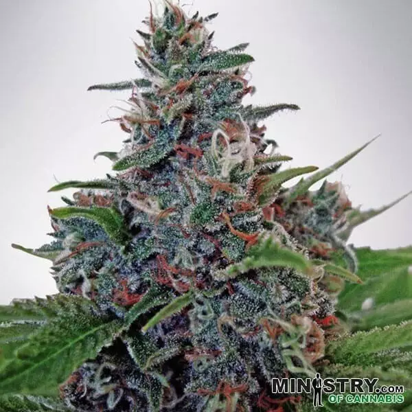 Auto Blue Amnesia von Ministry of Cannabis -GB