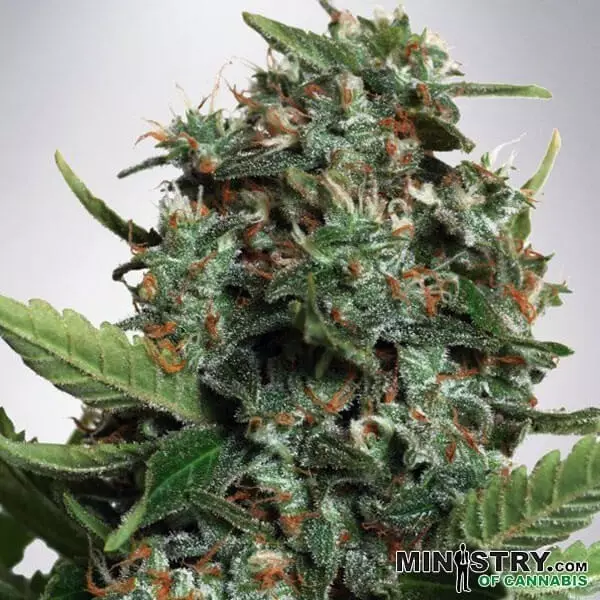 Autopilot XXL von Ministry of Cannabis - Günstig Anbauen