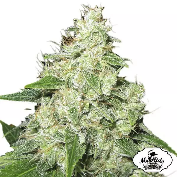 Sicht Herr Sauer-R von Mr Hide Seeds Feminized - Günstig Wachsen