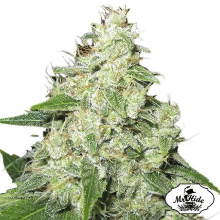 Herr Sauer-R von Mr Hide Seeds Feminized - Günstig Wachsen