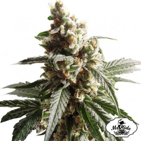 Mr. Mango Crack von Mr. Hide Seeds feminisiert - Günstig anbauen