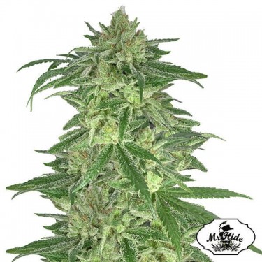 View Mr. Gorilla Cream von Mr. Hide Seeds - Grow Barato