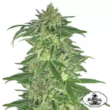 Mr. Gorilla Cream de Mr. Hide Seeds - GB The Green Brand