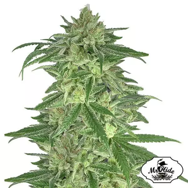Sicht Mr. Gorilla Cream de Mr. Hide Seeds - GB The Green Brand