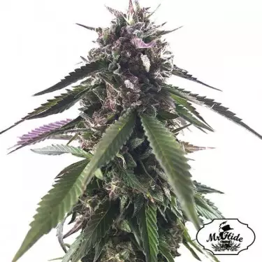 Herr Blaubeere Knospe von Herrn Hide Seeds - Billig anbauen