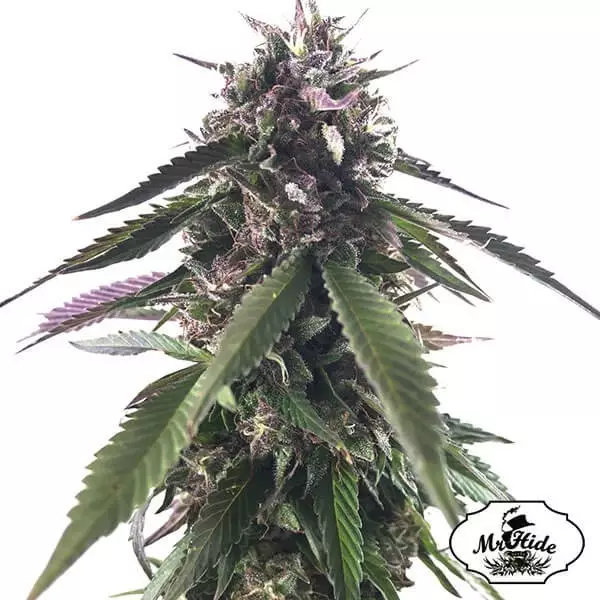 Sicht Herr Blaubeere Knospe von Herrn Hide Seeds - Billig anbauen