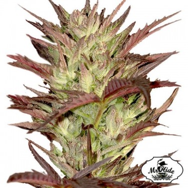 View Mr. Jekyll Kush