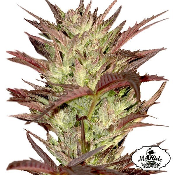 View Mr. Jekyll Kush