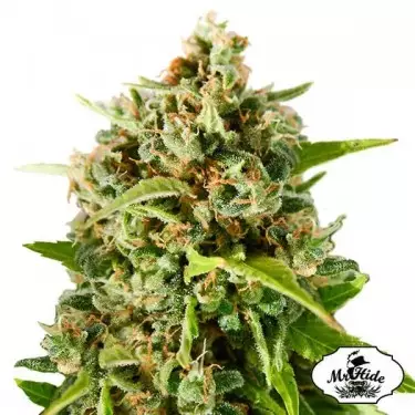 Herr Mutter Erde - Herr Hide - 100% feminisiert - Günstig Wachsen