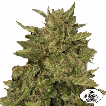 Mr California Pearl von Mr Hide Seeds - Relax - Billig anbauen