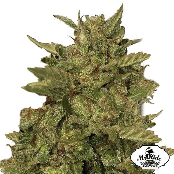 View Mr California Pearl von Mr Hide Seeds - Relax - Billig anbauen