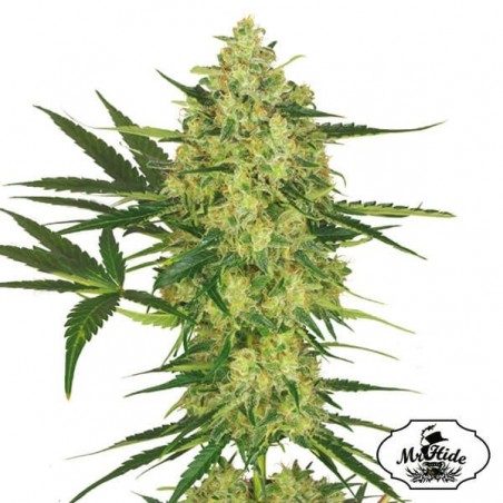 Mr. Cheese Mass - Mr Hide - 100% feminisiert - Günstig Grow