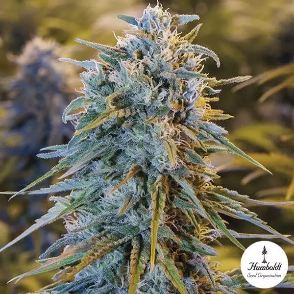 Sicht Blue Dream feminisiert von Humboldt Seed - GB The Green Brand
