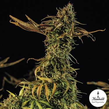 Blueberry Headband Fem von Humboldt Seeds - Günstig anbauen