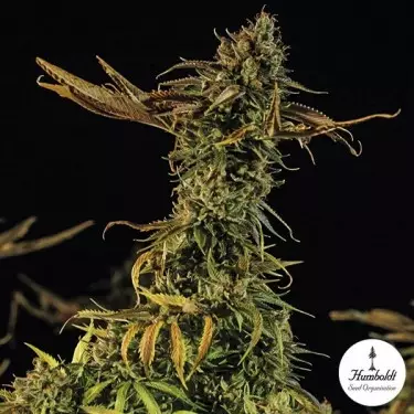 Blueberry Headband Fem von Humboldt Seeds - Günstig anbauen