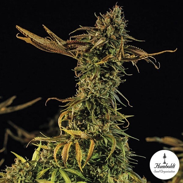 View Blueberry Headband Fem von Humboldt Seeds - Günstig anbauen