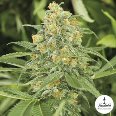 View Green Crack 2.0 von Humbolt Seed Organization - Günstig anbauen