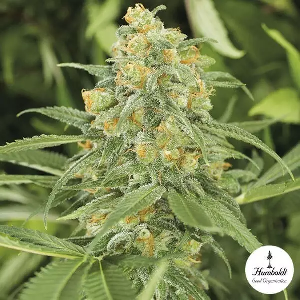 Sicht Green Crack 2.0 von Humbolt Seed Organization - Günstig anbauen