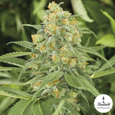 Green Crack 2.0 von Humbolt Seed Organization - Günstig anbauen