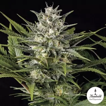 Pineapple Skunk Fem von Humboldt Seeds - Günstig Anbauen