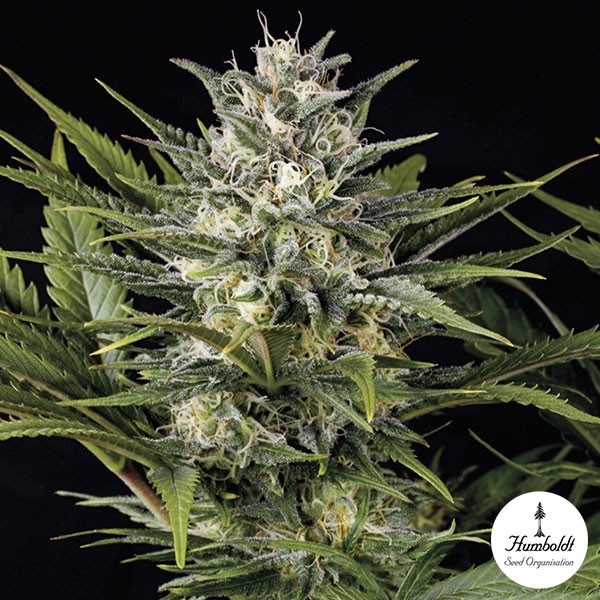View Pineapple Skunk Fem von Humboldt Seeds - Günstig Anbauen