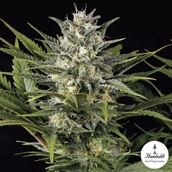 Sicht Pineapple Skunk Fem von Humboldt Seeds - Günstig Anbauen