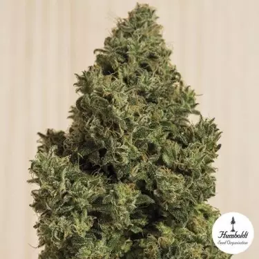 Blue Dream CBD Humboldt Seeds feminisiert - Grow Billig