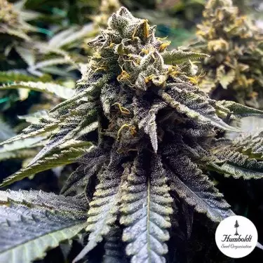 Chocolate Mint OG 2.0 von Humboldt Seeds - Günstig Anbauen