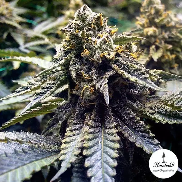 Sicht Chocolate Mint OG 2.0 von Humboldt Seeds - Günstig Anbauen