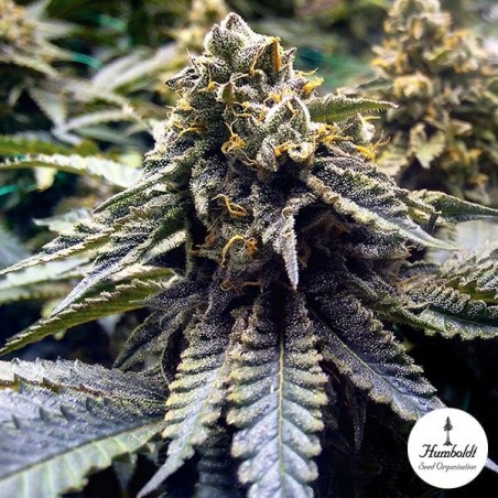 Chocolate Mint OG 2.0 von Humboldt Seeds - Günstig Anbauen