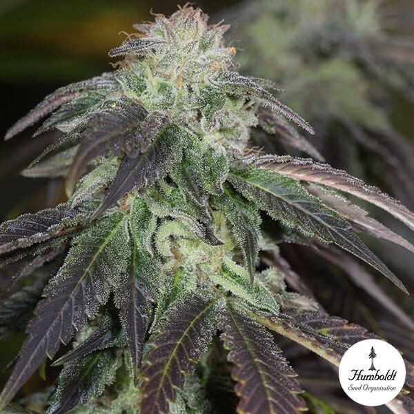 View OG Kush Humboldt Seeds