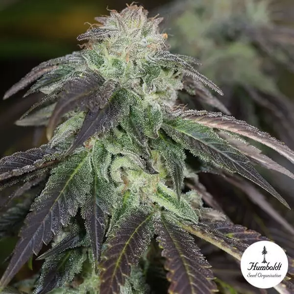 Sicht OG Kush Humboldt Seeds