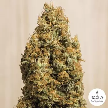 Green Crack CBD von Humboldt Seeds Org. - Günstig anbauen