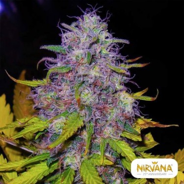 View Jock Horror planta de marihuana
