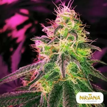 Blackjack von Nirvana Seeds feminisiert - Günstig anbauen