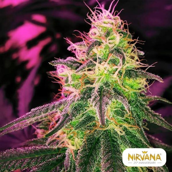 View Blackjack von Nirvana Seeds feminisiert - Günstig anbauen