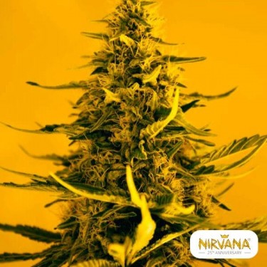 View White Widow planta de marihuana