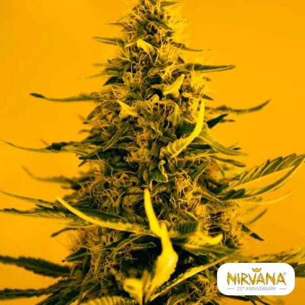 View White Widow planta de marihuana