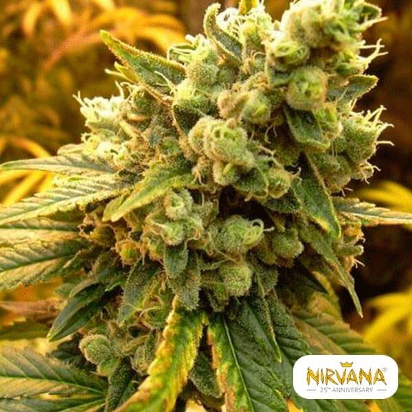 View Sativa's Sour Diesel planta de marihuana